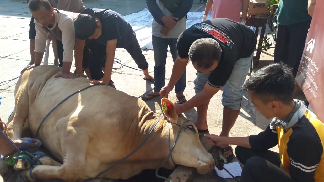 Qurban di Hari Raya Idul Adha 1441 H